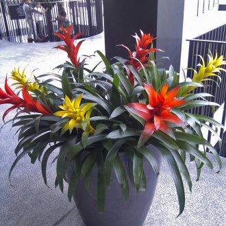 Гузмания в саксия