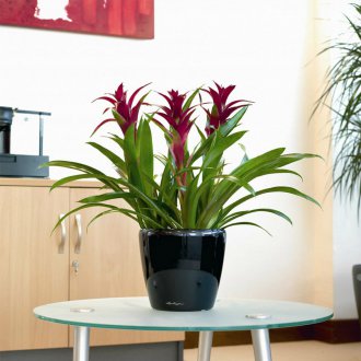 Гузмания в хола