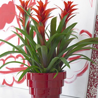 Червена гузмания