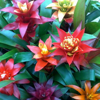 Гузмания микс