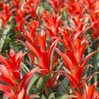 Кацане на Гузмания