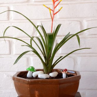 Гузмания разпръснала