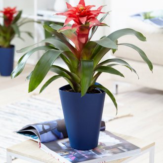 Температурно състояние за гузмания