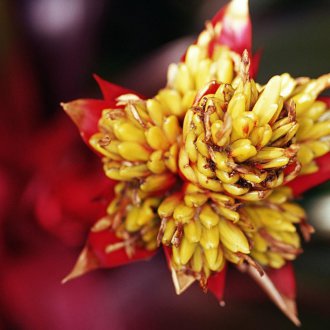 Гузмания Темпо