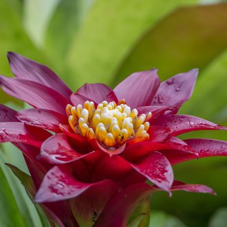 Отглеждане на Гузмания