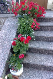 Декориране на верандата на селска къща с цветя