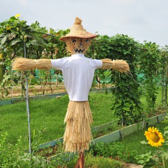Scarecrow in the country