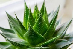 Aloe di dalam bilik tidur