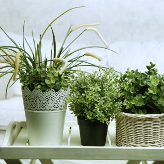 Indoor Blumen für das Schlafzimmer
