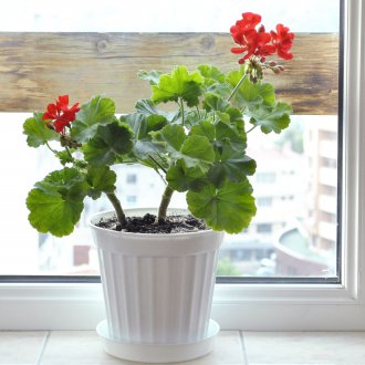 Geranie im Schlafzimmer