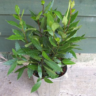 Laurel fürs Schlafzimmer