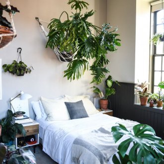 Pfeilwurzel für das Schlafzimmer