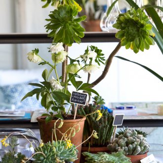 Sukkulenten im Schlafzimmer
