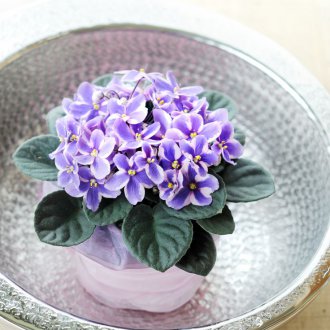 Uzambaraveilchen im Schlafzimmer