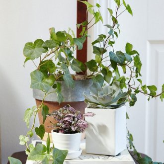 Efeu im Schlafzimmer