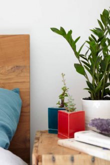 Zamioculcas im Schlafzimmer