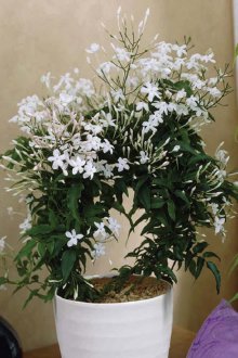 Jasmin im Schlafzimmer