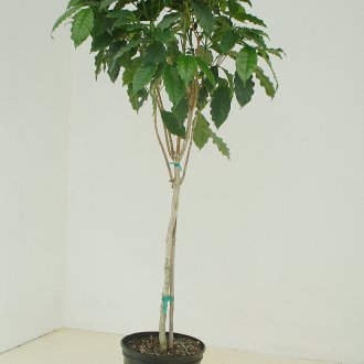 Подреждане на балкон