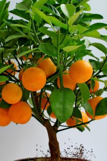 Пластмасова плочка