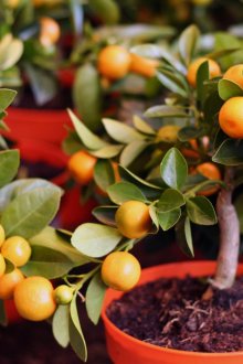 Килим с флорален модел и отопление