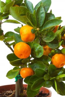 Малки мандаринови дървета в саксии