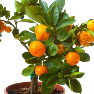 Цвете миксбордер