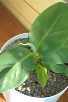 Бананово дърво на закрито