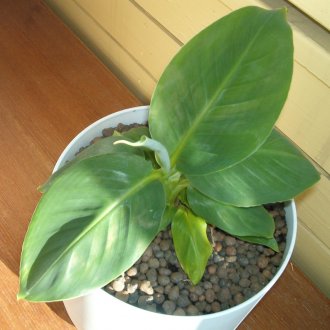 Декорация на цветя за маса