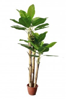 Саксийно бананово дърво