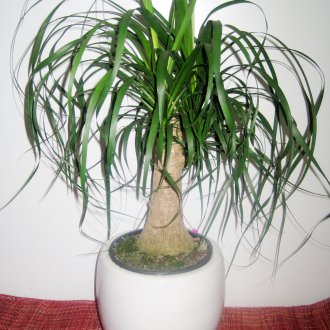 Фотопечат завеси Цветя