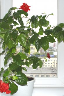 Китайска роза на перваза на прозореца