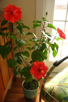 Китайска роза в интериора