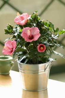 Китайска роза в саксия