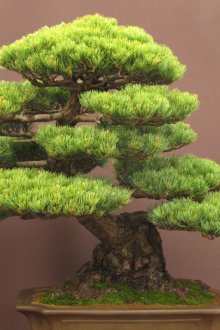 Красиви иглолистни бонсаи