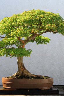 Широколистни бонсаи