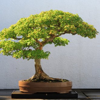 Витражно фолио с цветя на прозореца