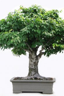 Бял тапет с цветя