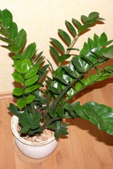 Доларово дърво в саксия