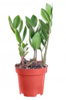 Дърво на малки долари