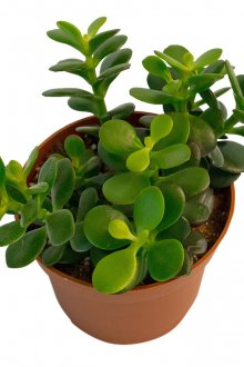 Цветя върху течен тапет