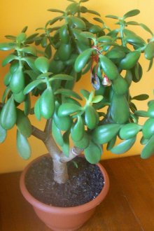 Дърво със средни пари в саксия