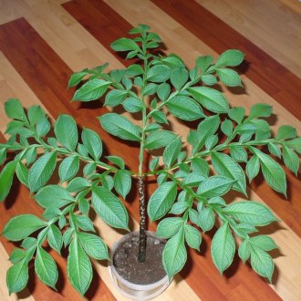 Младо змийско дърво