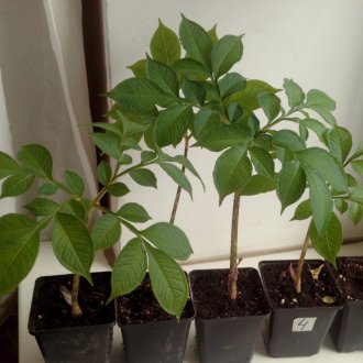 Вътрешни змийски дървета