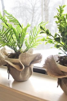 Вътрешни папрати на прозореца