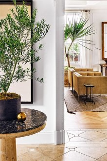 Красиви стайни растения в интериора на апартамента