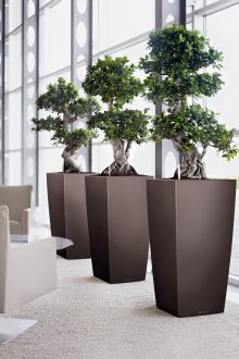 Дървета във високи саксии