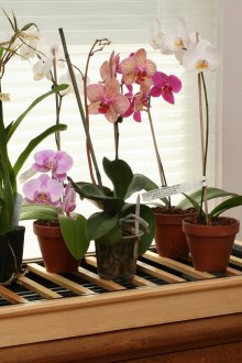 Красиви цветни саксии на закрито на стойка