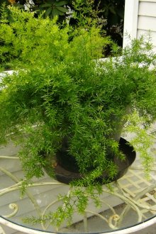 През лятото растенията могат да се поставят на верандата