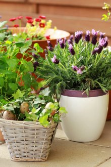 Стайни цветя в малки саксии