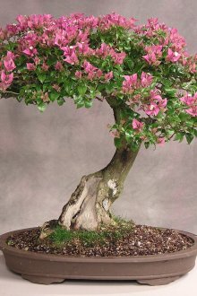 Цъфнали бонсаи